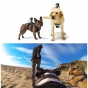 GoPro hundsele